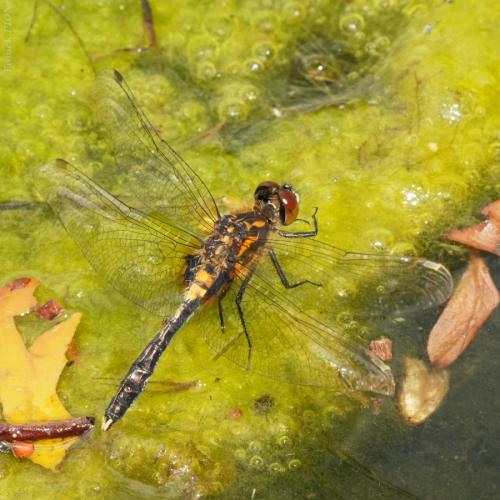 Leucorrhinia caudalis